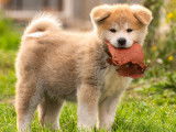 Chiots Akita Inu LOF disponibles