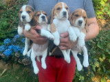 À réserver 8 chiots Beagles tricolores LOF : 7 mâles et 1 femelle