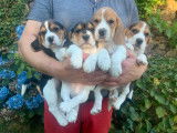 À réserver 8 chiots Beagles tricolores LOF : 7 mâles et 1 femelle