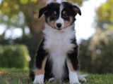 À vendre un chiot mâle Berger des Shetland LOF tricolore
