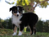 À vendre un chiot mâle Berger des Shetland LOF tricolore