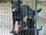 Vente de 2 chiots m&acirc;les Beaucerons LOF noir et fauve