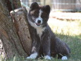 3 chiots Akita Inus à vendre (non LOF) roux ou bringés