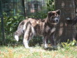 3 chiots Akita Inus à vendre (non LOF) roux ou bringés