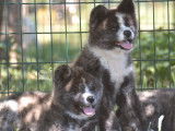 3 chiots Akita Inus à vendre (non LOF) roux ou bringés