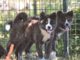 3 chiots Akita Inus à vendre (non LOF) roux ou bringés