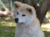 3 chiots Akita Inus à vendre (non LOF) roux ou bringés