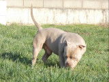 Chien American Bully Pocket tricolore 4 ans pour saillie (non LOF)
