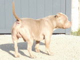 Chien American Bully Pocket tricolore 4 ans pour saillie (non LOF)