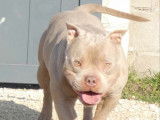 Chien American Bully Pocket tricolore 4 ans pour saillie (non LOF)