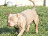 Chien American Bully Pocket tricolore 4 ans pour saillie (non LOF)