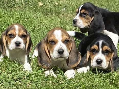 5 chiots Beagles LOF disponibles à la réservation