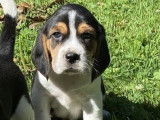 5 chiots Beagles LOF disponibles à la réservation