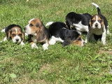 5 chiots Beagles LOF disponibles à la réservation