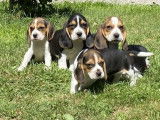 5 chiots Beagles LOF disponibles à la réservation