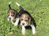 5 chiots Beagles LOF disponibles à la réservation