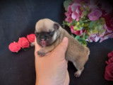 À réserver : 3 chiots Bouledogues Français exotiques mâles non LOF