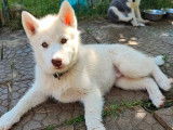 Vente d&rsquo;un chiot Husky LOF femelle blanc cuivr&eacute;