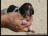 7 chiots English Springers Spaniels LOF à réserver