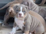 À réserver : 9 chiots American Bully XL non LOF