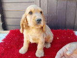 À vendre : un chiot Cocker Anglais mâle fauve (LOF)