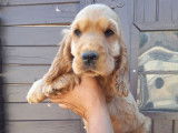 À vendre : un chiot Cocker Anglais mâle fauve (LOF)