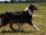 Pour des saillies, chien Berger Australien bleu merle âgé de 10 ans (LOF)