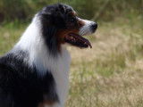 Pour des saillies, chien Berger Australien bleu merle âgé de 10 ans (LOF)