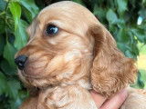 Vente de 4 chiots Cockers Anglais (non LOF) noirs ou fauves