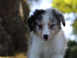 1 chiot mâle Berger des Shetland LOF, bleu merle à vendre