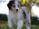 1 chiot mâle Berger des Shetland LOF, bleu merle à vendre