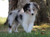 1 chiot mâle Berger des Shetland LOF, bleu merle à vendre