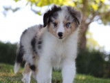 1 chiot mâle Berger des Shetland LOF, bleu merle à vendre