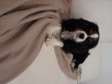 Snoopy