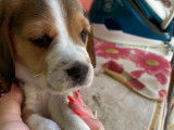 Chiots Beagle tricolores à vendre