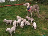 Chiots de race Braque de Weimar à vendre (6 femelles)