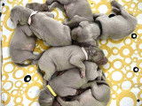 Chiots de race Braque de Weimar à vendre (6 femelles)