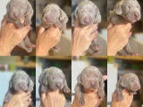 Chiots de race Braque de Weimar à vendre (6 femelles)