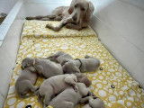 Chiots de race Braque de Weimar à vendre (6 femelles)