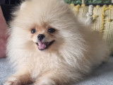 Magnifique Mini Spitz Poméranien de oure race (taille naine) à vendre