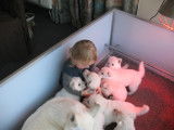 Chiots Berger Blanc Suisse Pedigree FCI