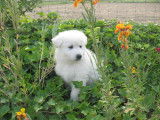 Chiots Berger Blanc Suisse Pedigree FCI