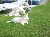 Chiots Berger Blanc Suisse Pedigree FCI