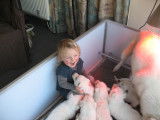 Chiots Berger Blanc Suisse Pedigree FCI
