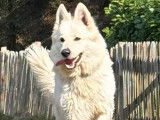 Chiots Berger Blanc Suisse Pedigree FCI