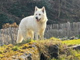 Chiots Berger Blanc Suisse Pedigree FCI