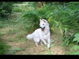 Chiots Berger Blanc Suisse Pedigree FCI