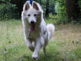 Chiots Berger Blanc Suisse Pedigree FCI