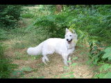 Chiots Berger Blanc Suisse Pedigree FCI
