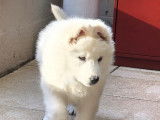 Chiots Berger Blanc Suisse Pedigree FCI